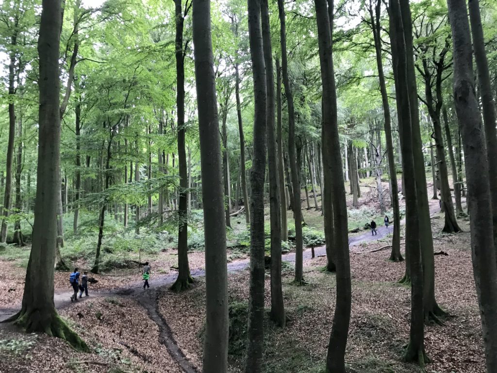 Kreidefelsen Rügen wandern: Durch den besonders schönen Buchenwald
