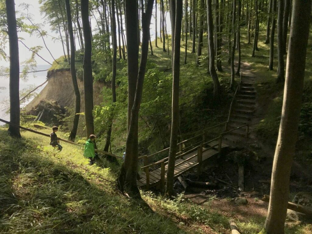 Am Königsstuhl wandern - das hat uns am besten gefallen: Durch den dichten Buchenwald oberhalb der Kreidefelsen